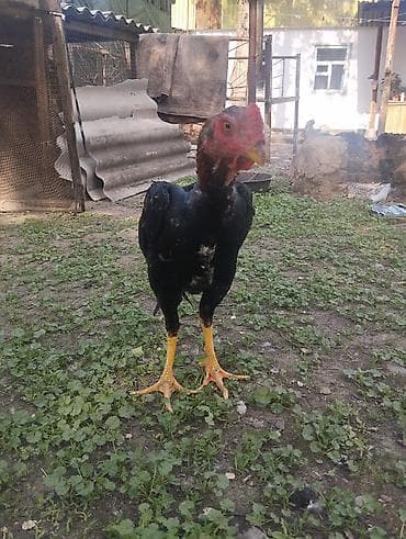 сары булун: Сатам | Короздор | Тебиштирүүчү | Тебиштирүү үчүн — 1