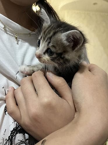 кошки маленькие: Отдам бесплатно в хорошие руки!!!!
Уже самостоятельно едят — 5