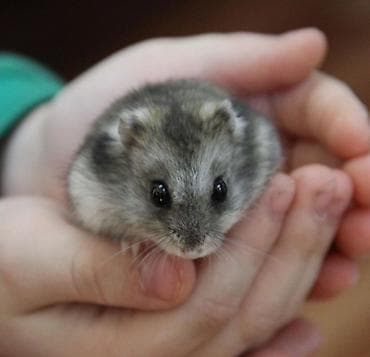 Аламанчыктар (хомяки): Карликовый хомячок (Джунгарик) - Вид: джунгарский карликовый хомяк — 1