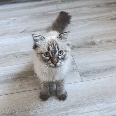 Породистый котёнок синамон-пойнт (окрас поинтовый, с дымчатым