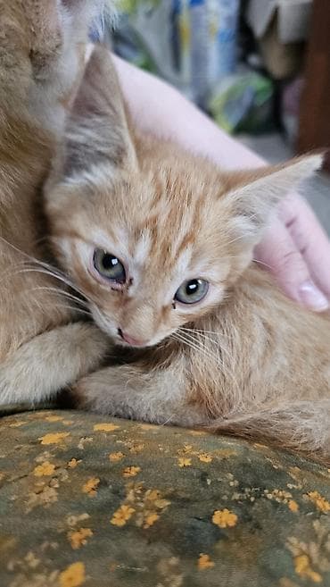 chow chow: Котята в добрые руки, 3 девочки и один мальчик. к лотку приучены жалко — 2