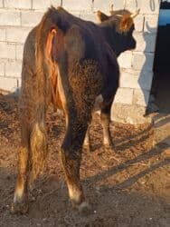 сколько длится беременность коровы: Продаю | Корова (самка) | Алатауская | Для разведения, Для молока | Стельные — 4