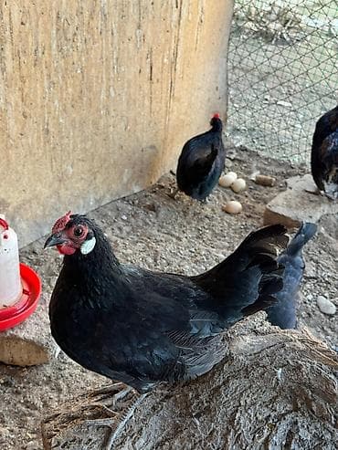 карликовые петушки куры: Продаю карликовых кур бентамок, выведенные клушкой, абсолютно — 2