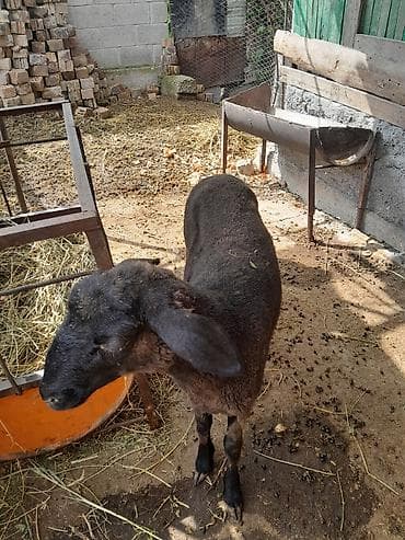 мясо фазана: Продаю | Баран (самец) | На забой — 5