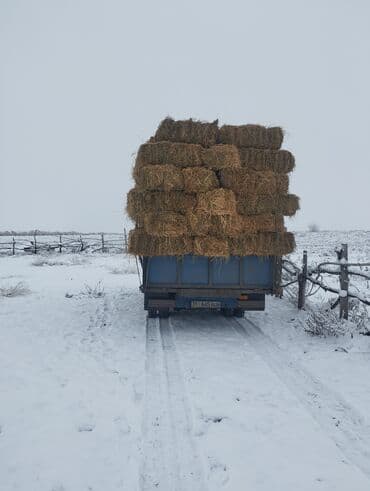 А/ч жаныбарлары үчүн тоюттар: Сено в тюках (прямоугольные кипы) - Упаковано в плотные прямоугольные — 3