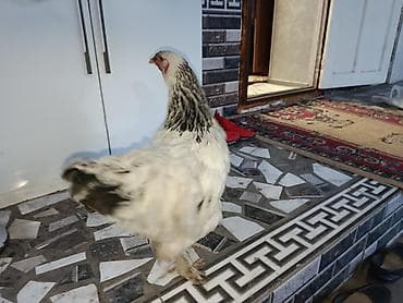 стальная корова: Продаю | Куры | Брама | Для разведения — 3