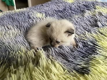 сибирские кошки: 1 месяц, Девочка, Приучена к лотку — 10