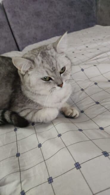 Британская короткошёрстная, 2 года, Девочка, Белый