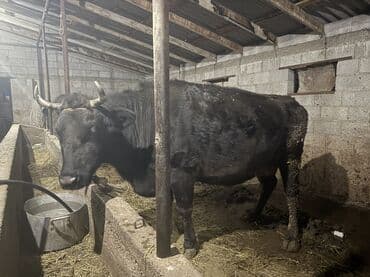 молоко варка: Продаю | Корова (самка) | Швицкая | Для молока — 1