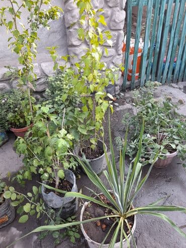 где купить цветы оптом дешево: Домашние и уличные цветы цены разные — 10