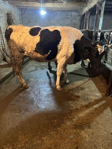 коровы для молока: Продаю | Корова (самка) | Для молока | Привязанные — 5