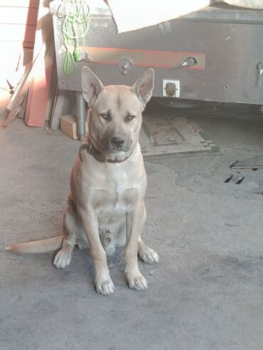 лабрадор купить: В районе рынка Кудайберген пропала собака. прошу вернуть за — 5