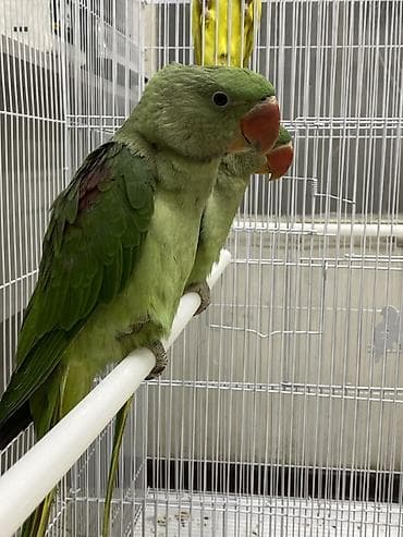 Животные: Александрийские попугаи (Psittacula eupatria) Цена : 35000 сом за — 2