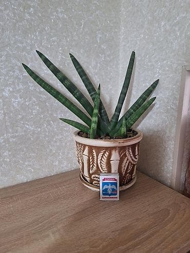 Сансевиерия (Sansevieria) в декоративном керамическом горшке с