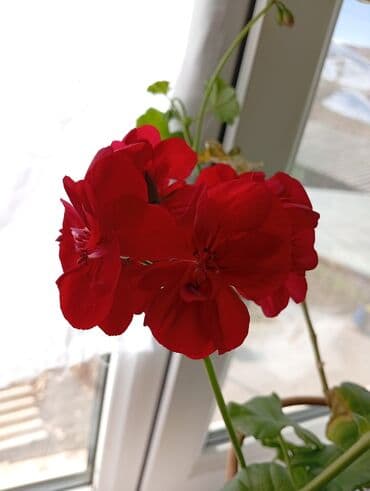 2 ярусная кровать с диваном: Комнатные растения в горшках. 1) Барвинок (Catharanthus roseus) — — 10