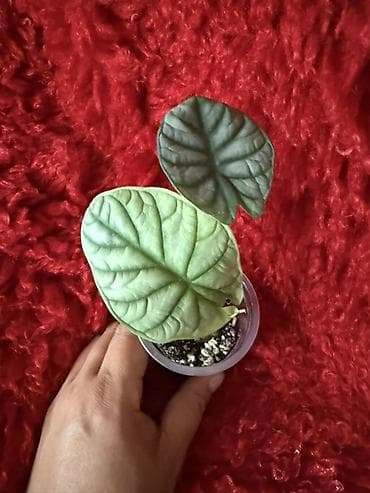 саж: Ароидные комнатные растения (редкие сорта), в индивидуальных — 5