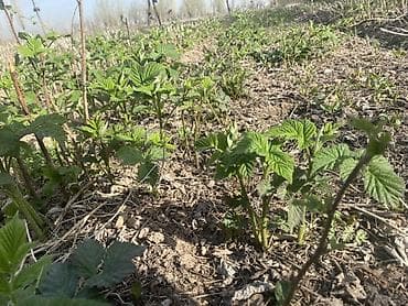 удобрение для малины: Саженцы малины (молодые корневые отпрыски) - Сортовая малина с мощной — 2