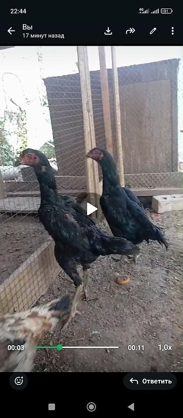 золотой ворон: Продаю | Петух | Бойцовая | Для боев — 2