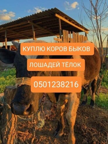 индук ош сатылат: Сатып алам | Уйлар, букалар, Жылкылар, аттар | Күнү-түнү, Бардык шартта, Союлган — 1