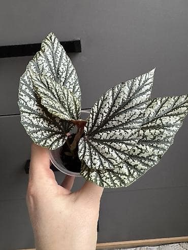 цветы геран: Бегония крылья ангела декоративно-лиственная с контрастным — 2