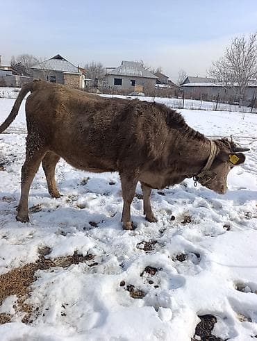 зерновой сеелка: Продаю | Корова (самка), Тёлка | На откорм — 9
