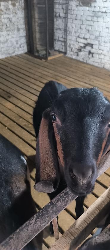 русская голубая кошка котята: Продаю | Коза (самка) | Нубийская | Для разведения — 4