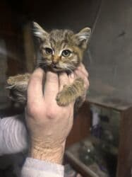 отдам кота я его боюсь: Отдам котёнка (девочку) в хорошие руки. Мать превосходный охотник на — 10