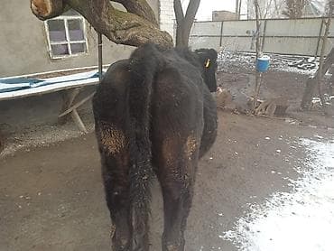 беде пресс: Продаю | Корова (самка) | На откорм, Для разведения — 2