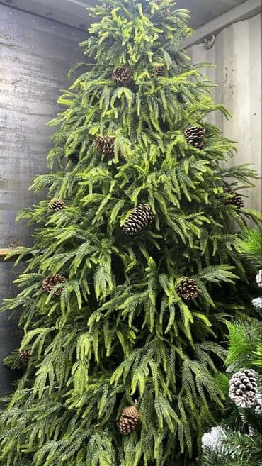 ярмарка меда бишкек 2023: Елка 1.20 м-5000 сом 1.50 м-7500 1.80 м-10000 2.10 м-14000 2.40 — 2