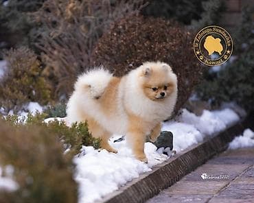 померанский шпиц фото цена: Шпиц, 6 месяцев, Самец, С прививкой, С родословной — 1