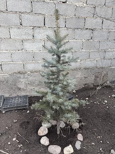 Продаю голубую ель. Высота 140 см