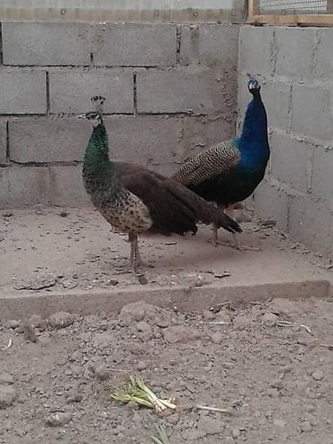 продаю перепелки: Продаю молодых павлинов — 6