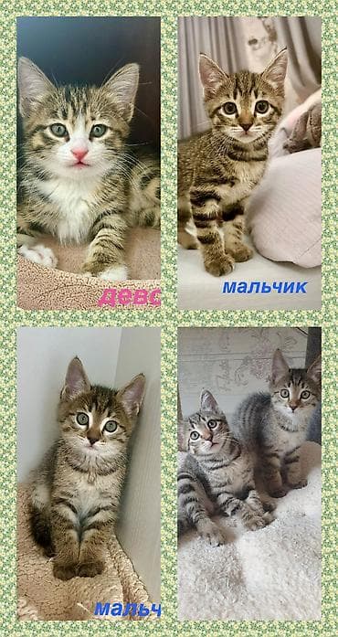 котенка даром: Домашние котята, 2 месяца, ищут любящие семьи. Лоток освоен, едят — 3