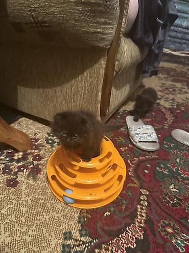 бурманская короткошерстная кошка: Скотиш Фолд (Шотландская вислоухая), 1 месяц, Мальчик, Серый, Приучена к лотку — 3