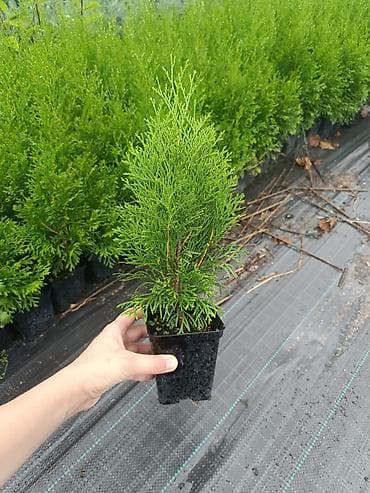 амур рыба: Продам партию туи Смарагд - 400шт саженцев 🌿 Здоровые, крепкие — 2