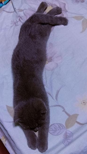 малинкий кошка: Шотландская вислоухая, скоттиш-фолд, кошка, нужен кот для вязки — 4