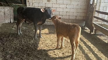 кормушка для коров: Продаю | Бык (самец) | Швицкая | На откорм — 2