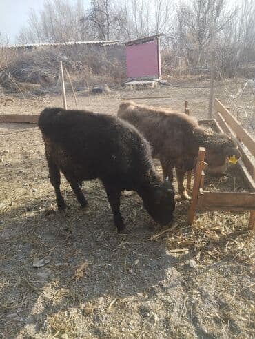 доска объявлений продажа собак: Продаю | Бык (самец), Музоо, торпок — 5