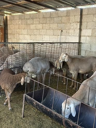 ящик сатам: Продаю | Баран (самец) | Арашан | Для разведения | Племенные, Осеменитель — 6