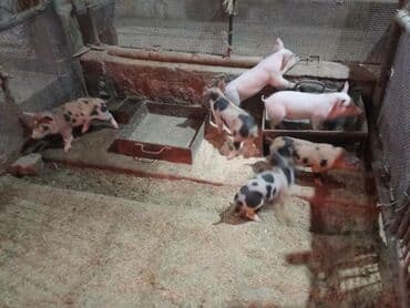 продажа кормов для сельскохозяйственных животных: Продаю | Поросенок | На забой, Для разведения — 4