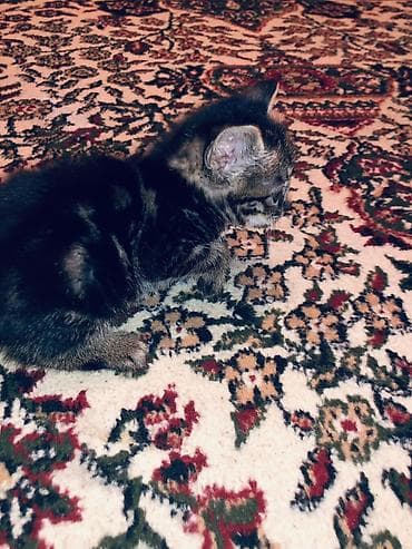 ищу кошку: 2 месяца, Мальчик, Приучена к лотку — 4