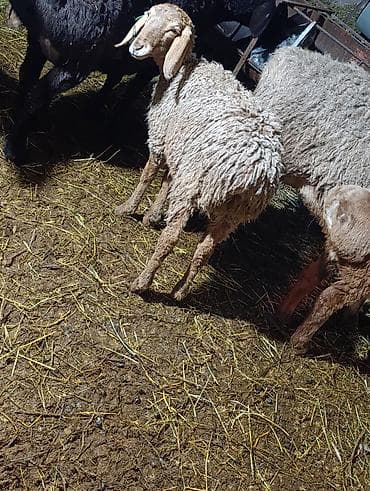 Үй жаныбарлары: Сатам | Ургаачы кой (ургаачы) | Көбөйтүү үчүн — 3