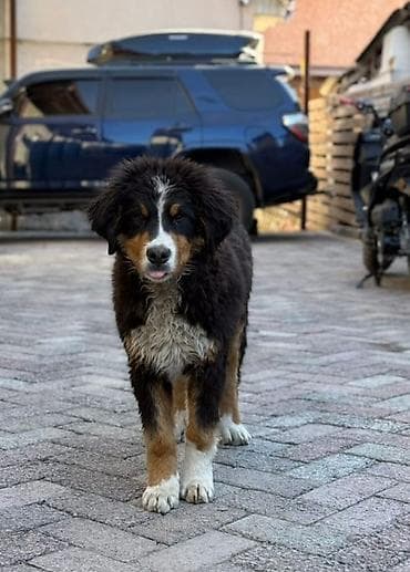 Ит кууту: Берн зенненхунд, 6 айлык, Эркек, Эмделген — 4