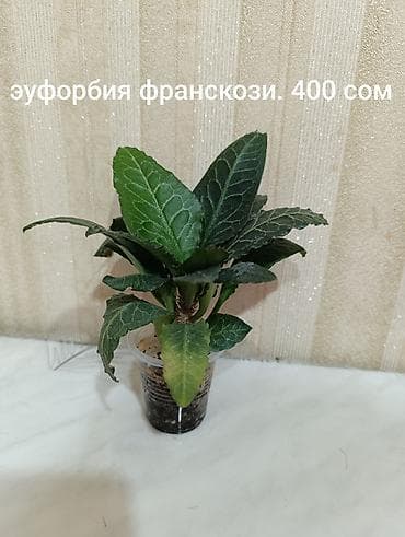 queen: Комнатные растения в пластиковых стаканчиках/горшочках: - Сингониум — 2