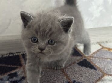 манчкин бишкек: Шотландские котята (вислоухие/страйт) серого (blue) окраса - Плюшёвая — 4
