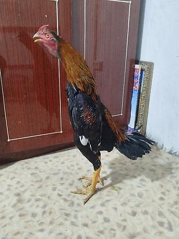 скупка велосипеда: Электровелосипед, Б/у — 5