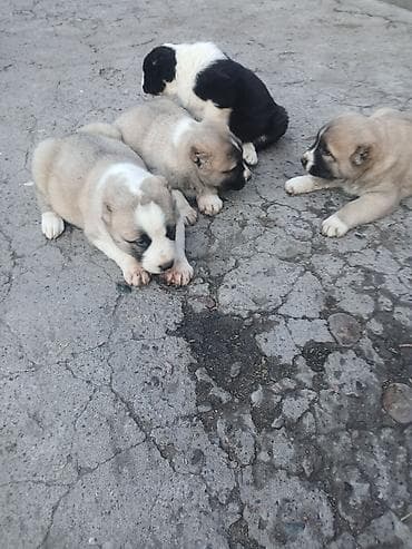 Услуги ветеринара: Щенки Алабай Две большие по 8000 остальные по 6000?рас: палевый с — 2