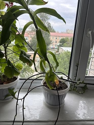 Комнатное растение. Золотой ус at lalafo.kg Комнатное растение. Золотой ус