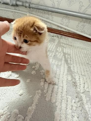 волкодав собака: Шотландский вислоухий котёнок (скоттиш-фолд) - Окрас: рыже-белый — 5