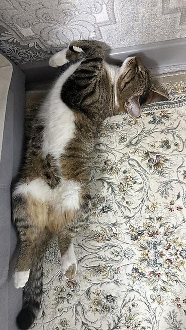 абесинская кошка: ОТДАМ ДАРОМ. Домашняя кошка К лотку приучена, к улице тоже, ест корм — 2